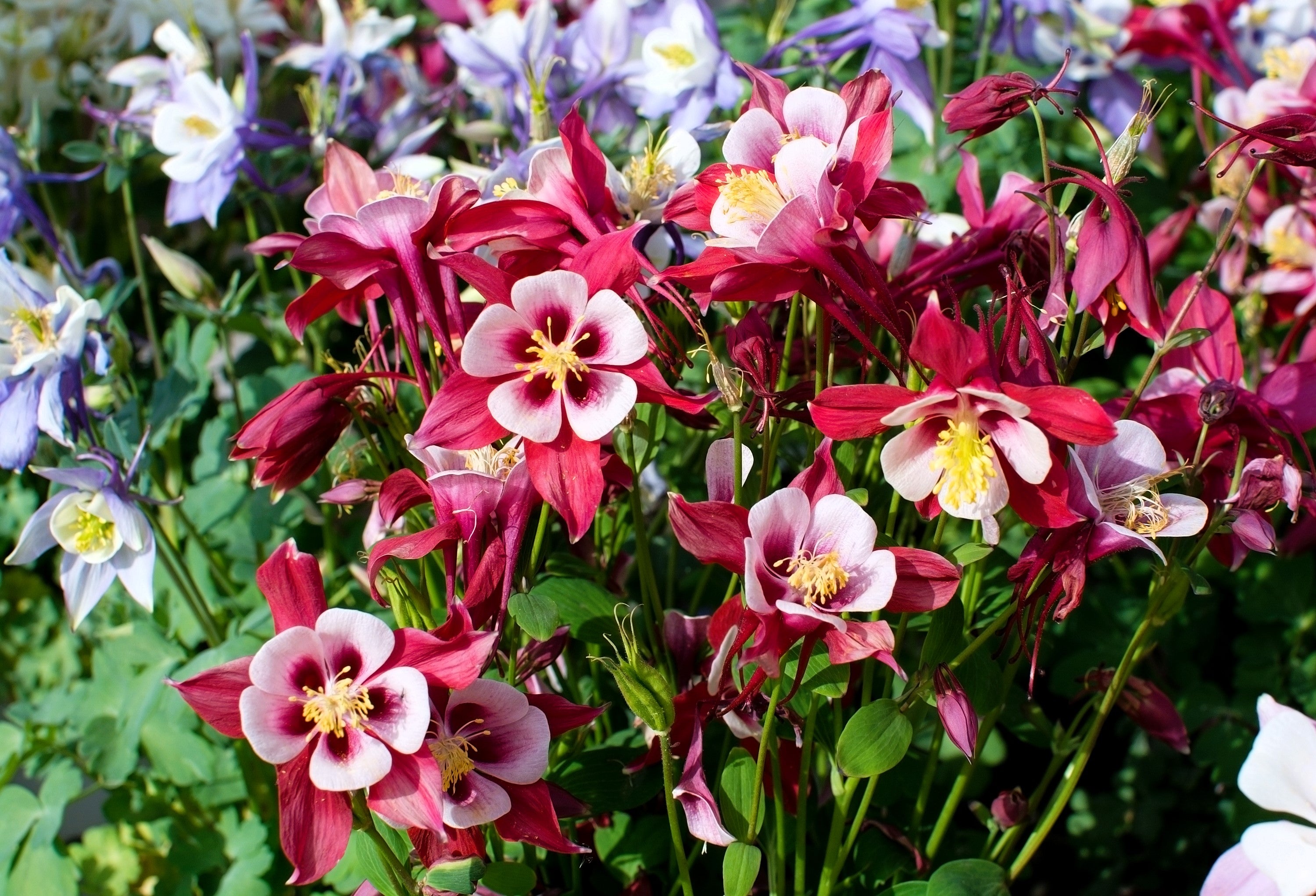Seedville European Columbine - Thumbnail 5