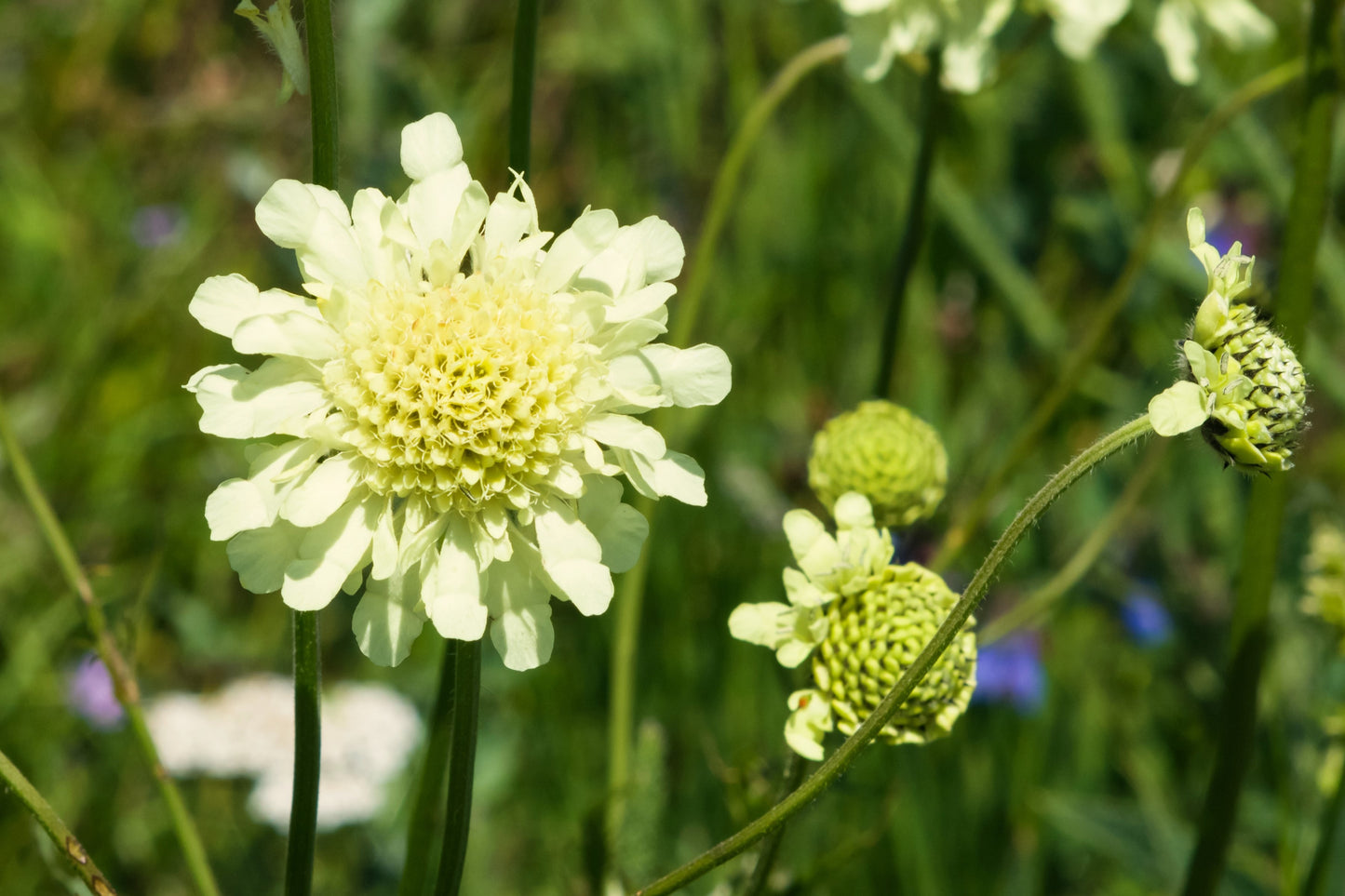 50 FINEST MIXED Colors SCABIOSA (Mourning Bride / Pin Cushion) Scabiosa Atropurpurea Flower Seeds