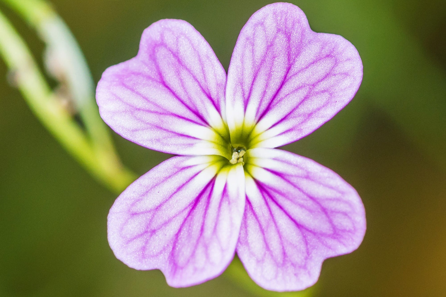 4000 VIRGINIA STOCK Malcolmia Maritima Flower Seeds