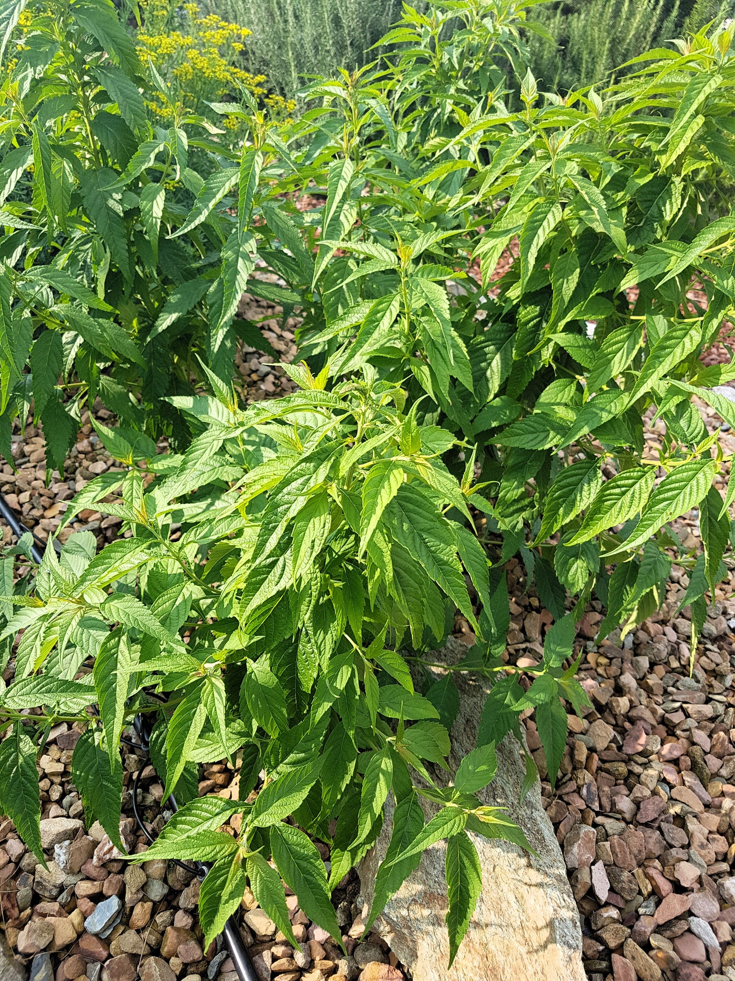 100 MINT BUSH White Elsholtzia Stauntonii Alba Chinese Mint Fragrant Shrub Seeds