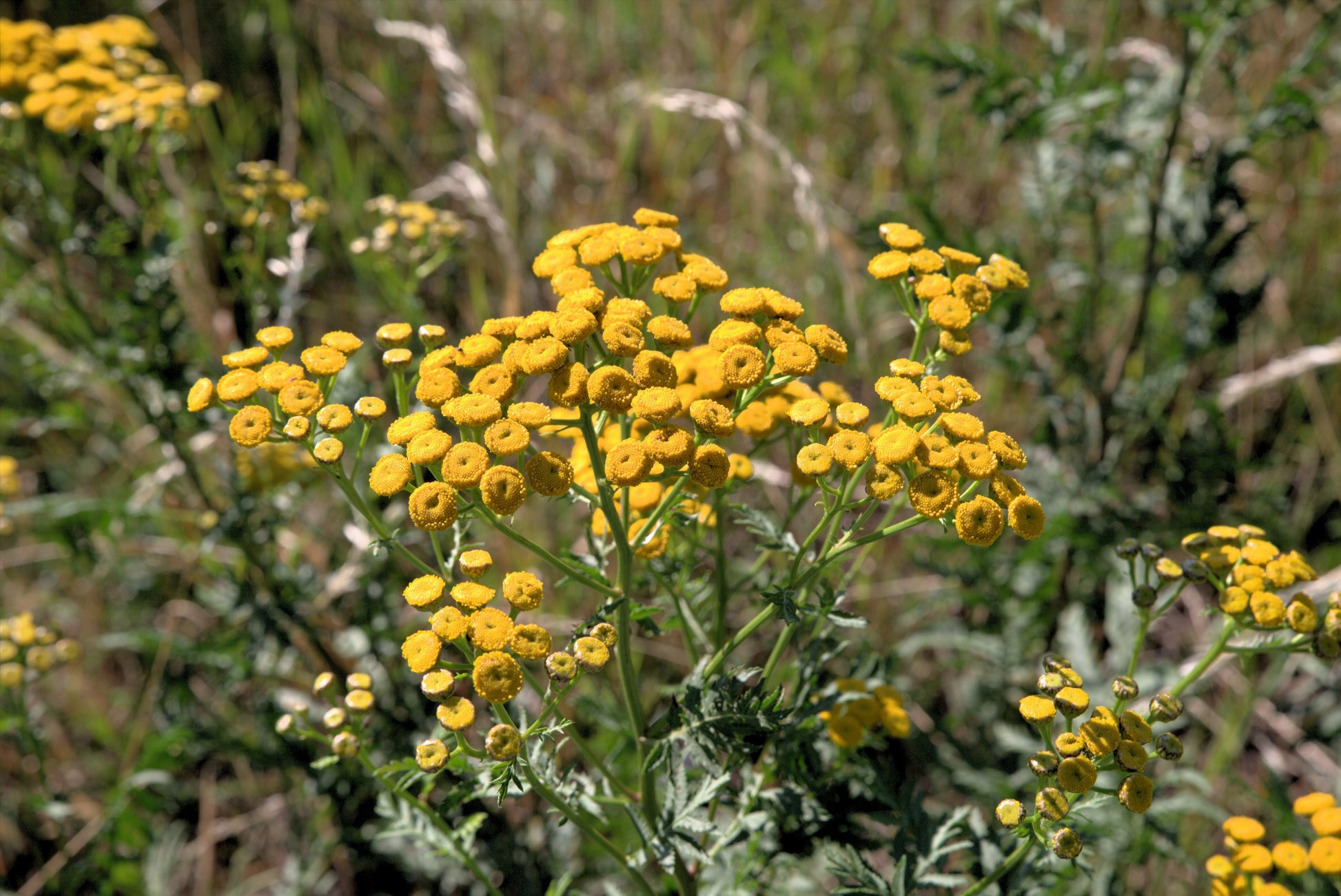 golden flower seeds 250 Yellow GOLDEN AGERATUM Lonas Inodora Flower Seeds
