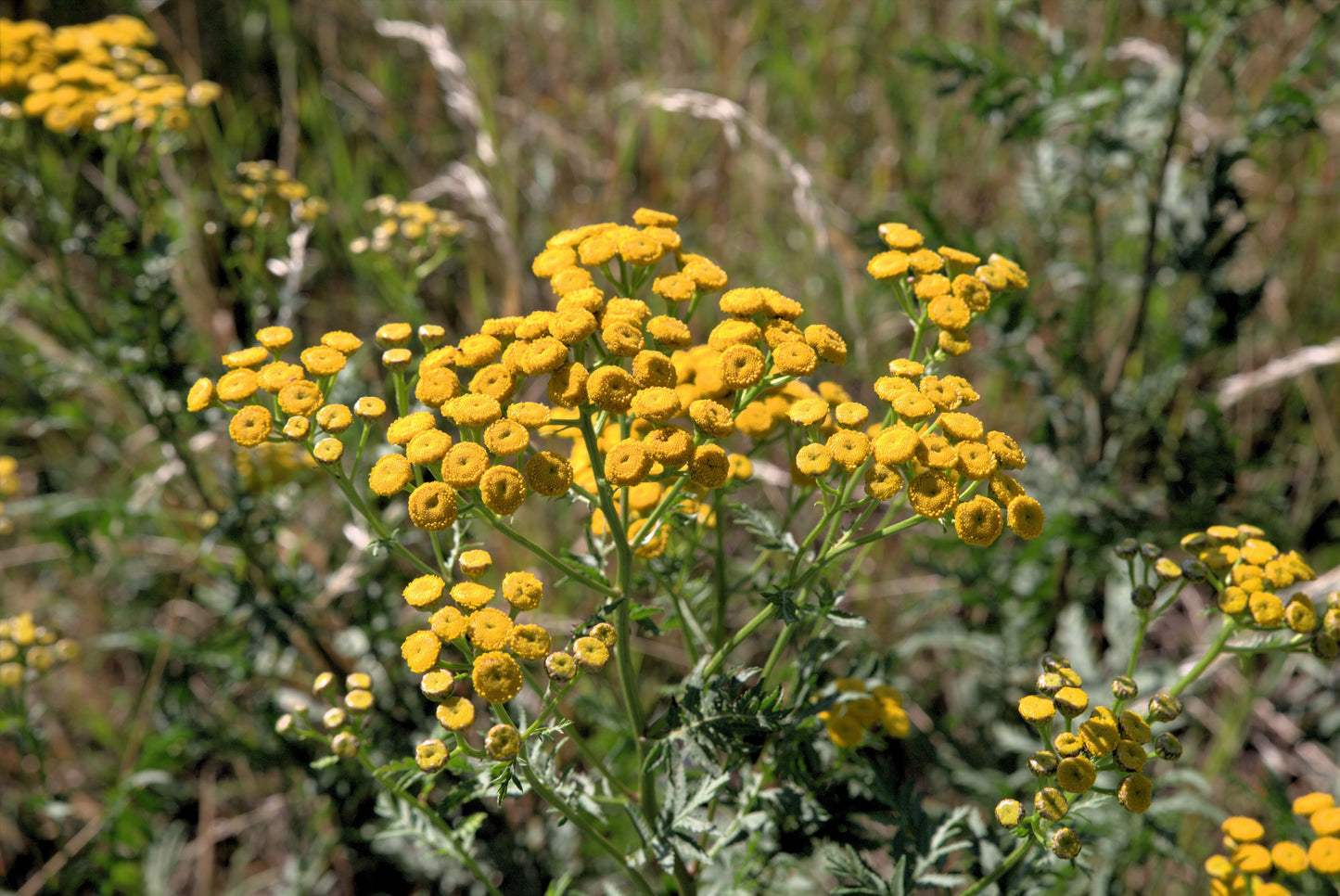 250 Yellow GOLDEN AGERATUM Lonas Inodora Flower Seeds