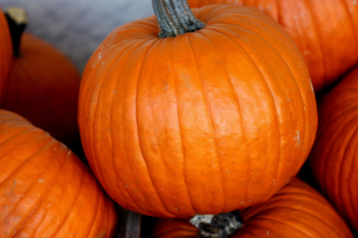 50 CONNECTICUT FIELD PUMPKIN Big Tom Orange Yankee Cucurbita Pepo Vegetable Seeds