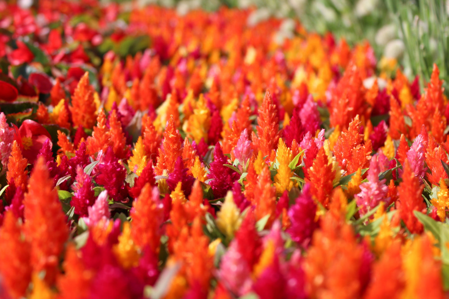 150 Mixed PAMPAS PLUMES COCKSCOMB Celosia Plumosa Flower Seeds