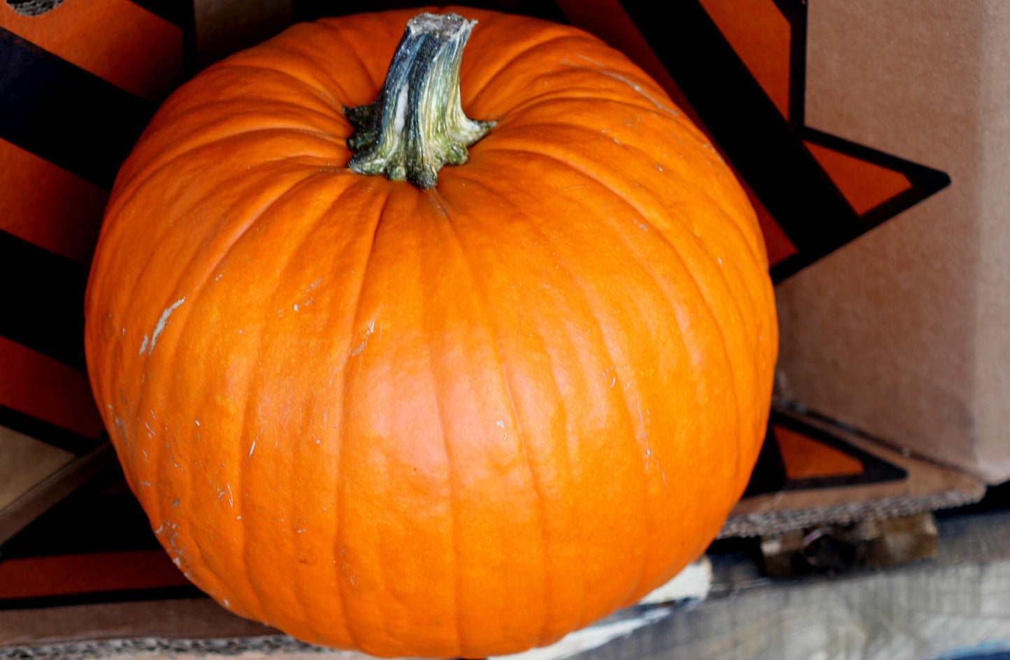 50 CONNECTICUT FIELD PUMPKIN Big Tom Orange Yankee Cucurbita Pepo Vegetable Seeds