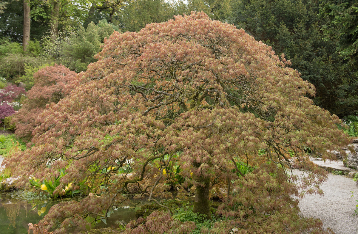 10 WEEPING LACELEAF MAPLE Japanese Acer Palmatum Dissectum Green Yello ...