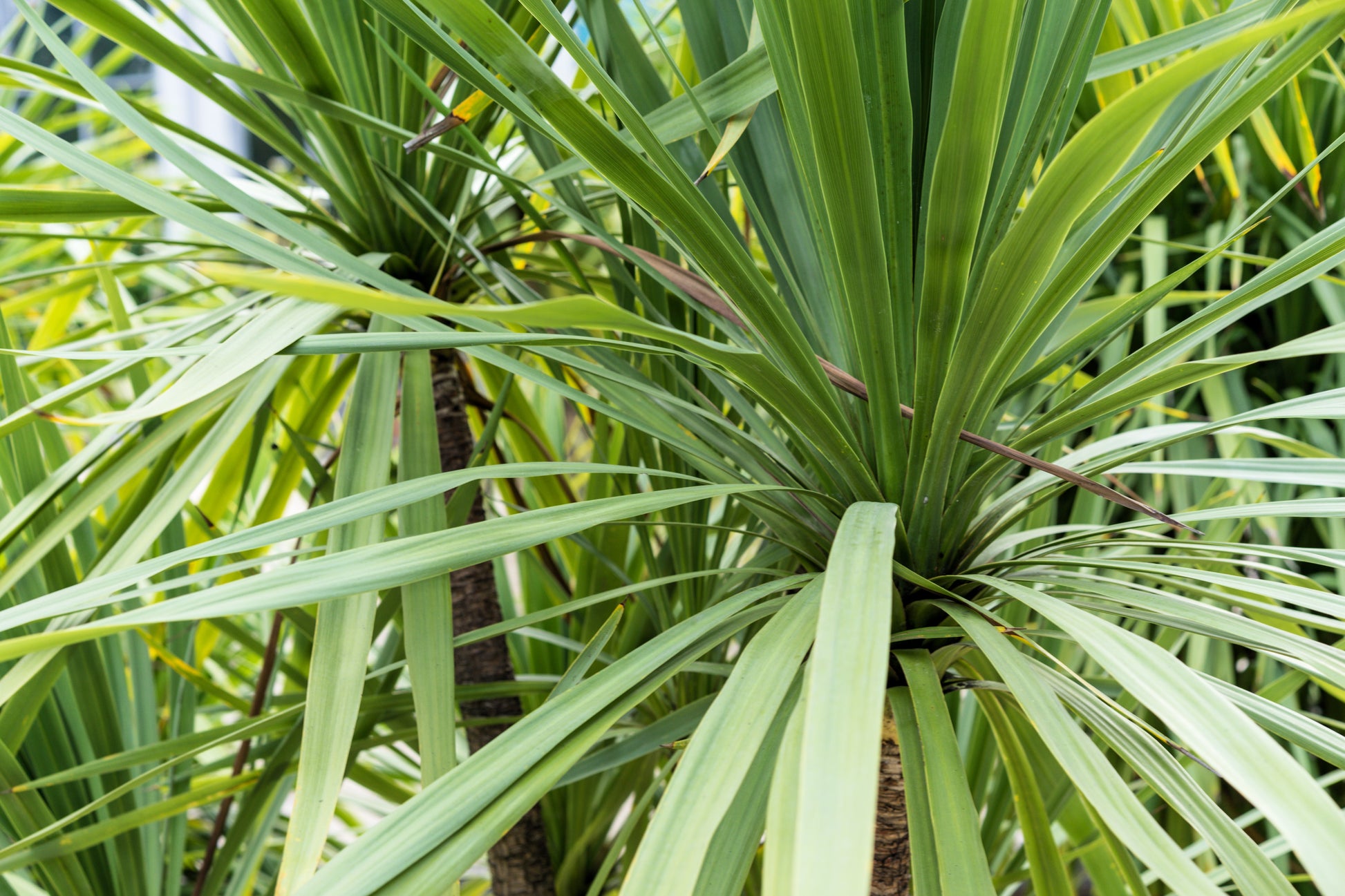 cordyline dracaena spikes 25 BLUE DRACAENA ( Spikes / Broad Leaved Cabbage Tree / Mountain Cabbage ) Cordyline Indivisa Flower Seeds
