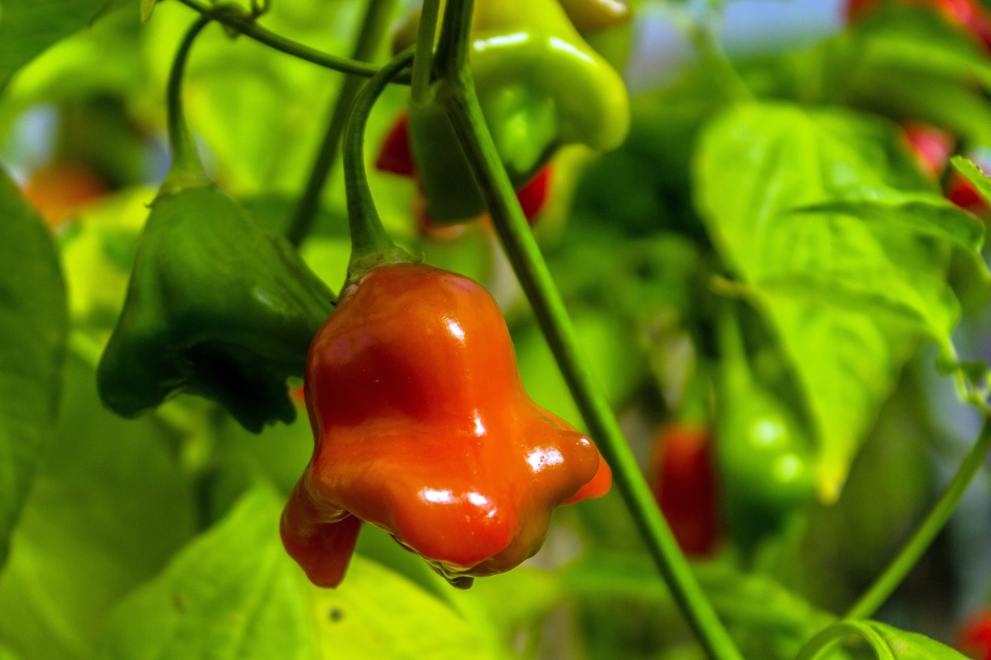 50 Ubatuba CAMBUCI PEPPER Red Brazilian Capsicum Baccatum Vegetable Seeds