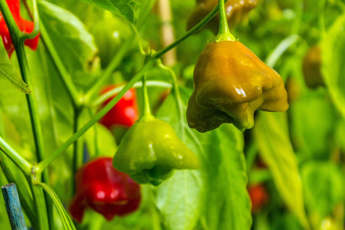 50 Ubatuba CAMBUCI PEPPER Red Brazilian Capsicum Baccatum Vegetable Seeds