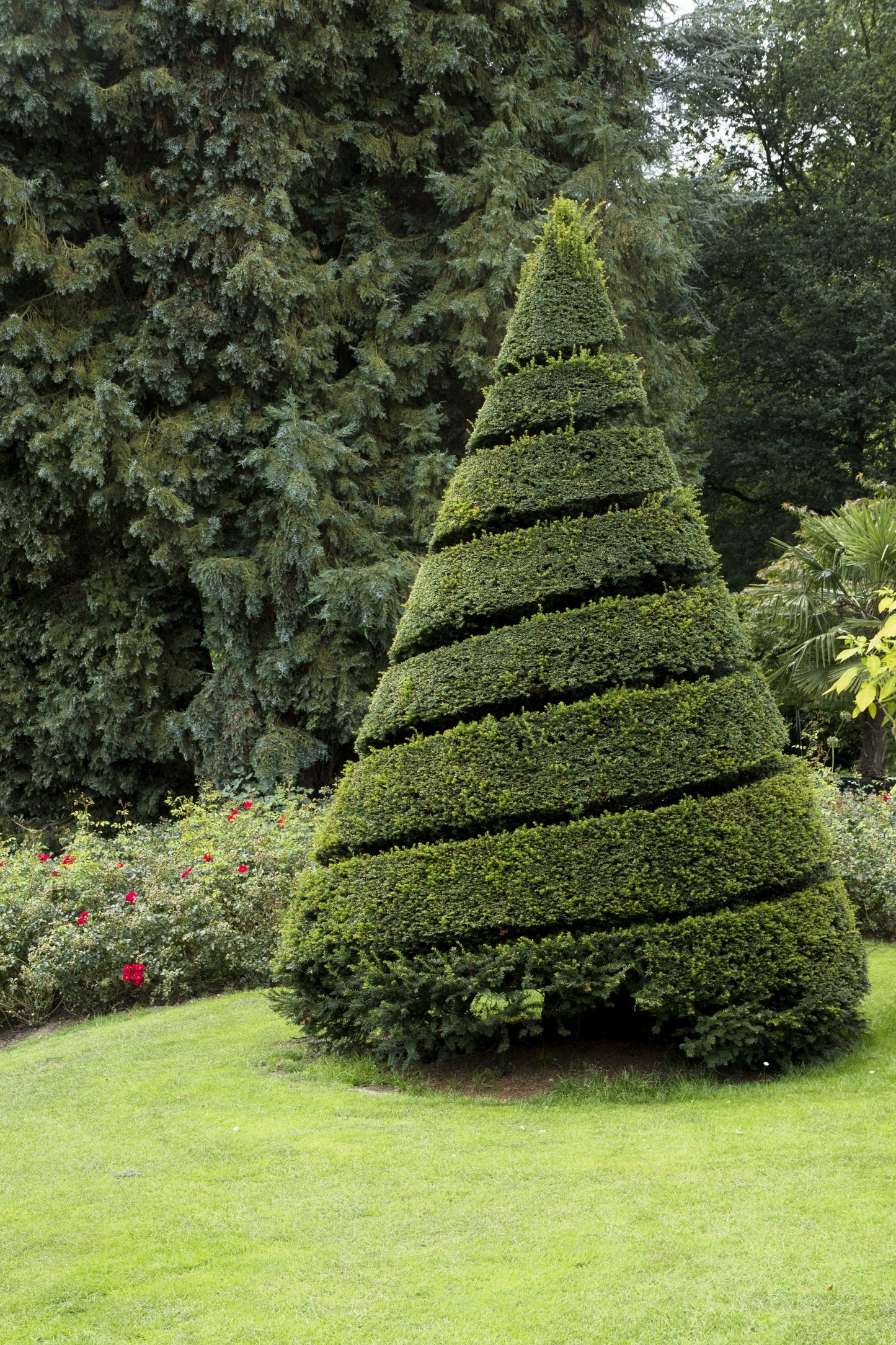 10 ENGLISH YEW Taxus Baccata Tree Shrub Conifer Sun or Shade Red Ornamental Berry Seeds