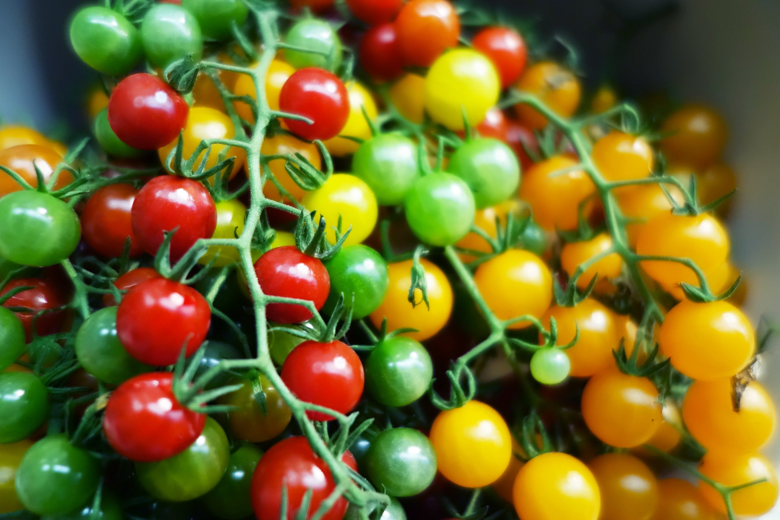100 Red SWEETIE CHERRY TOMATO Super Sweet 1