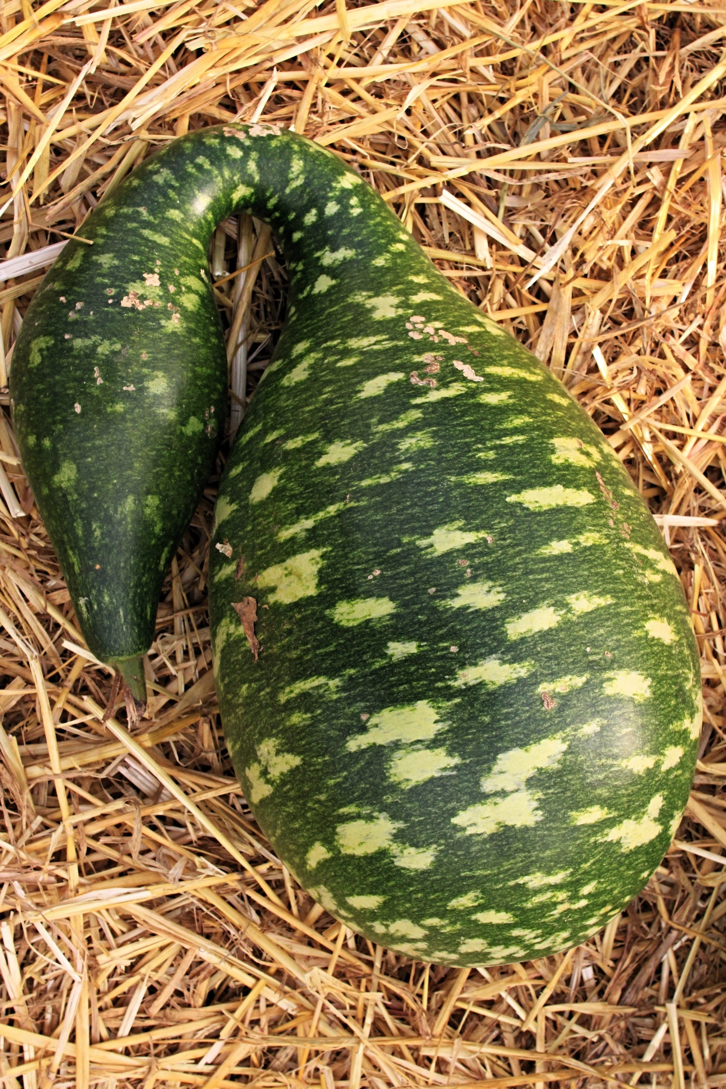 15 GOOSENECK / Bottle / SWAN GOURD Lagenaria Siceraria Vine Seeds
