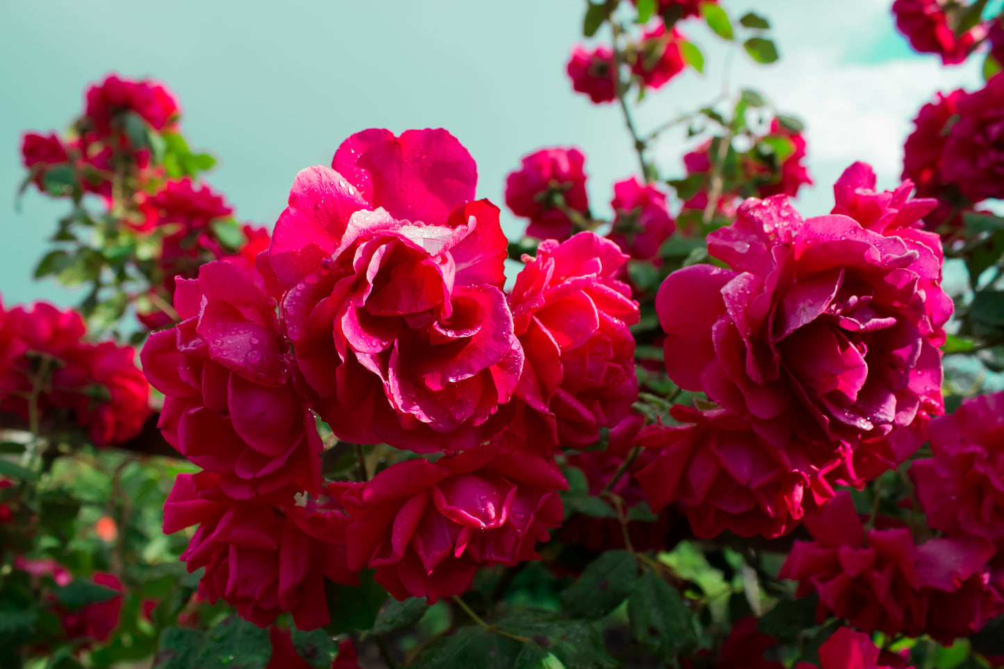 5 BURGUNDY CLIMBING ROSE Red Rosa Bush Vine Climber Fragrant Flower Seeds