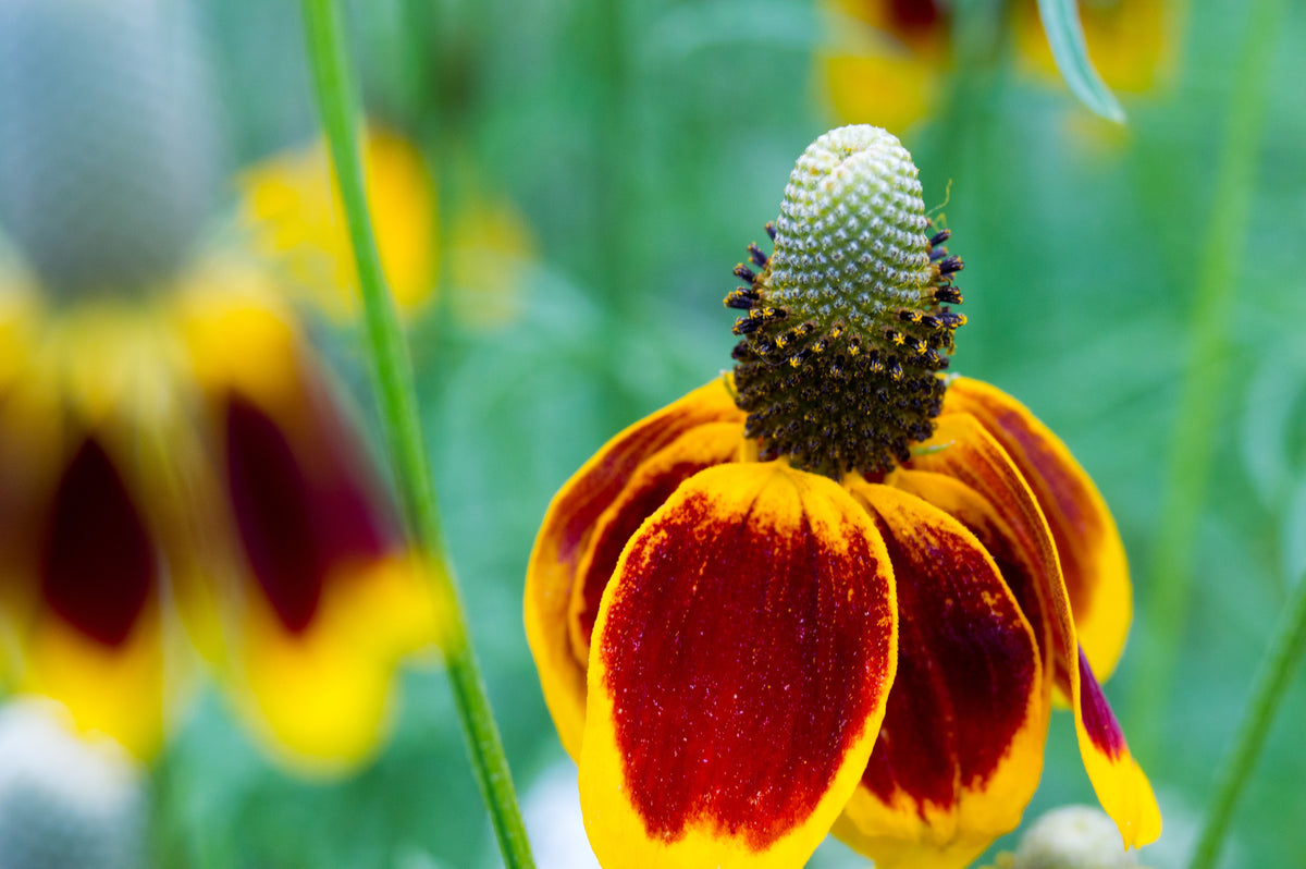 500 MEXICAN HAT Ratibida Columnaris Columnifera Red & Yellow Native Flower Seeds