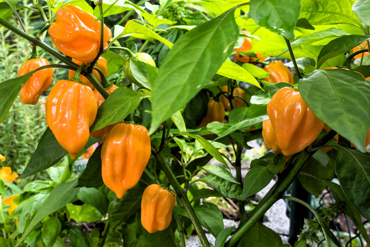 50 Mixed HOT HABANERO PEPPER Red Orange White Brown Mix Capsicum Chinense Seeds