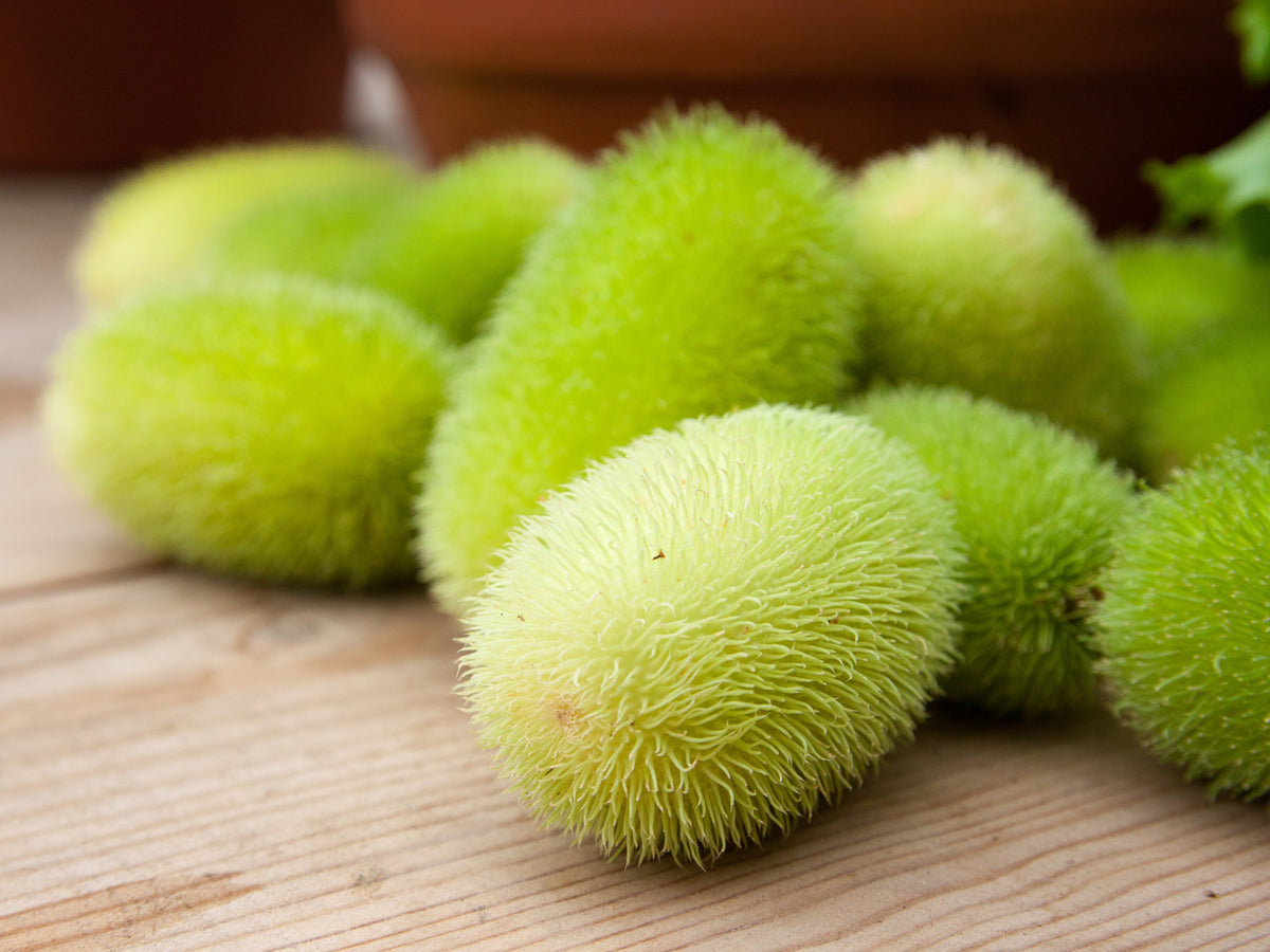 10 WOOLY BEAR GOURD Hedgehog Cucumis Dipsaceus Fuzzy Green Ornamental Seeds