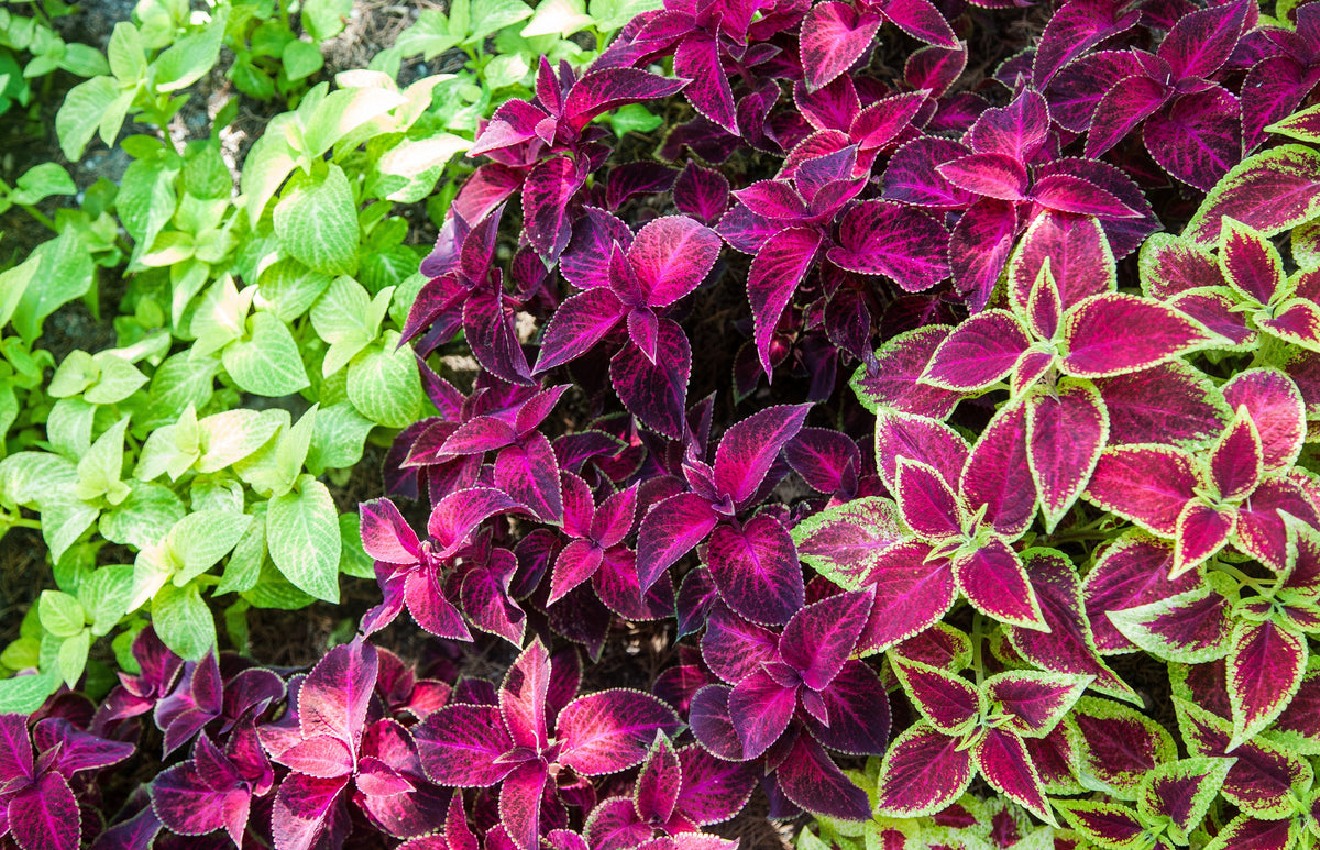100 Mixed Colors COLEUS RAINBOW MIX Shade Houseplant Solenostemon Flower Seeds