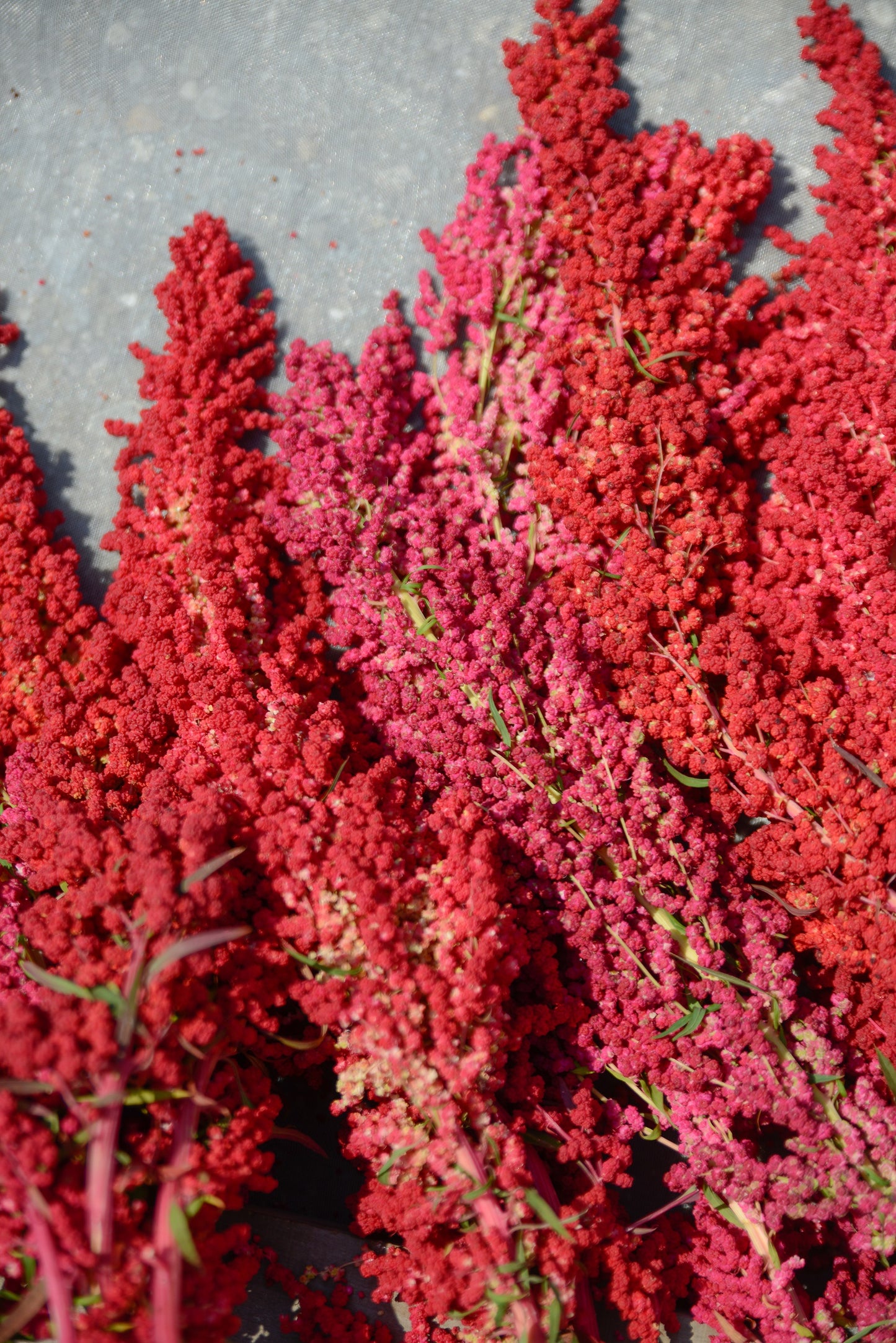 100 Organic RED HEAD QUINOA Grain Chenopodium Quinoa Pink & Red Heads - White Seeds