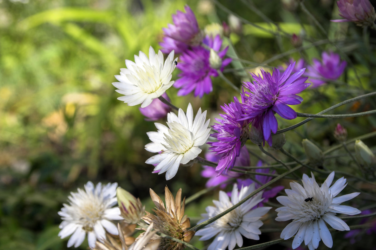 300 IMMORTELLE IMMORTAL MIX Xeranthemum Paper Daisy Everlasting Flower Seeds