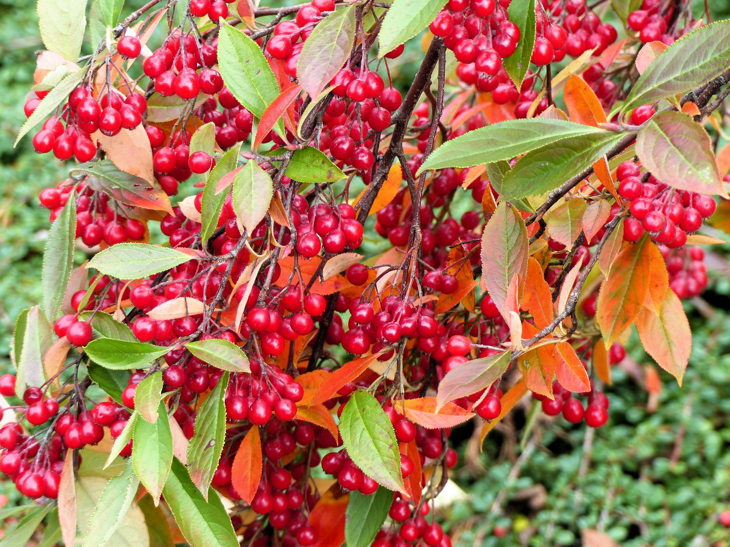 50 RED CHOKEBERRY Aronia Arbutifolia White Flower Fruit Shrub Seeds