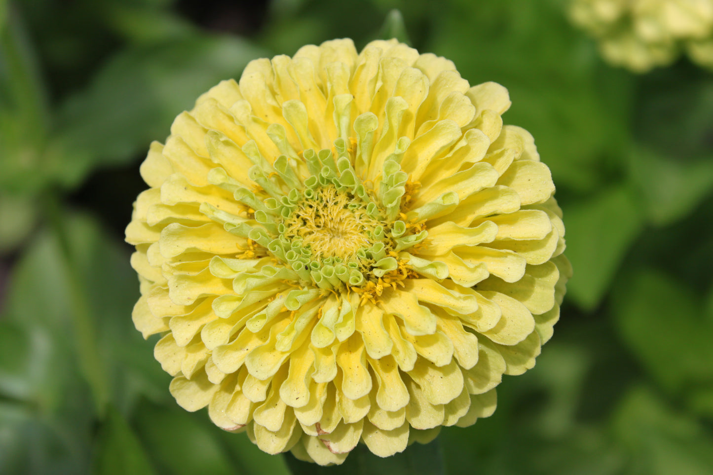 250 ISABELLINA ZINNIA Elegans Pastel Light Yellow Double Heirloom Flower Seeds