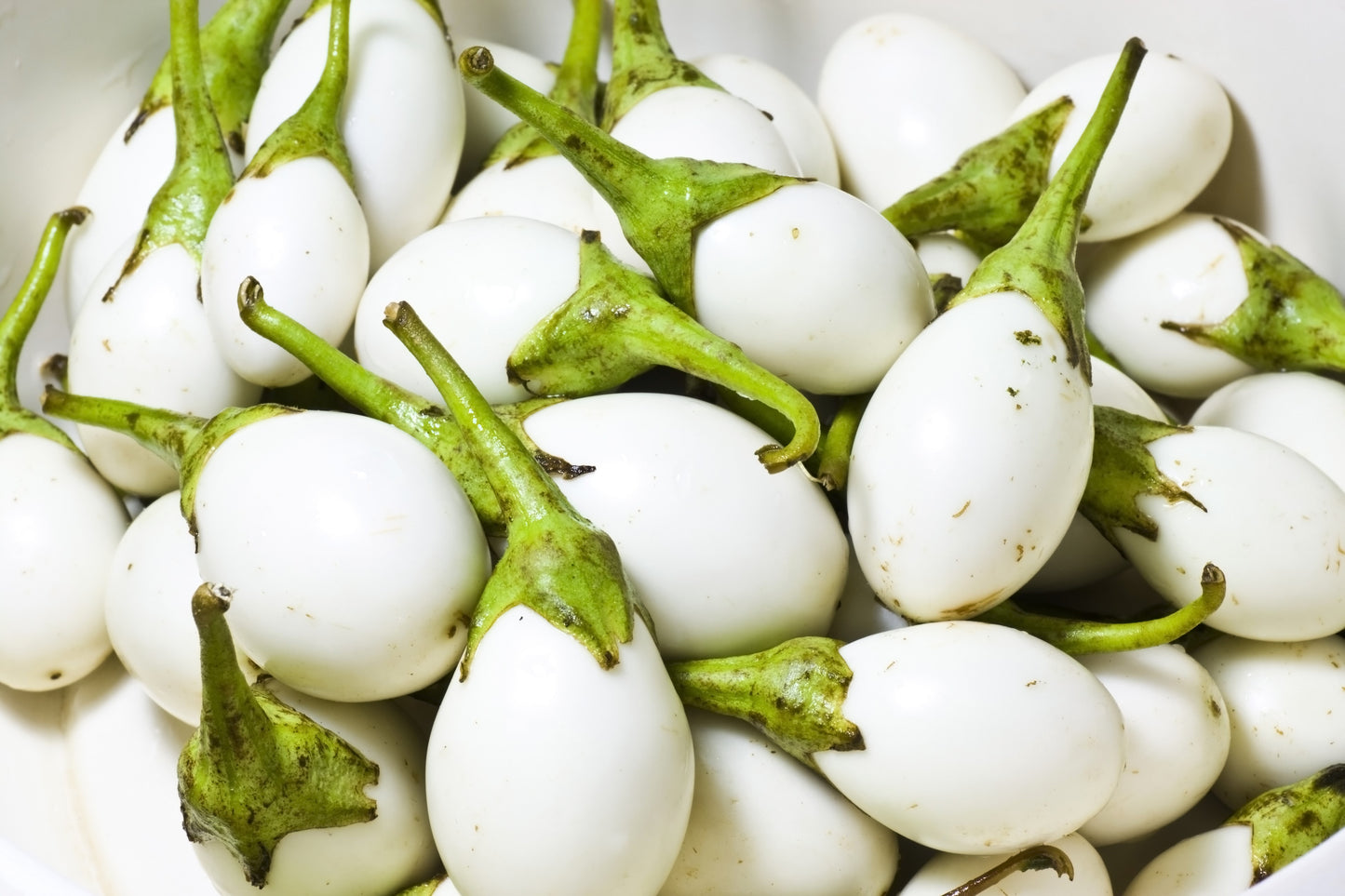 30 EASTER EGG PLANT (Easter Eggplant / Ornamental Eggplant / Nest Egg) Solanum Ovigerum Seeds