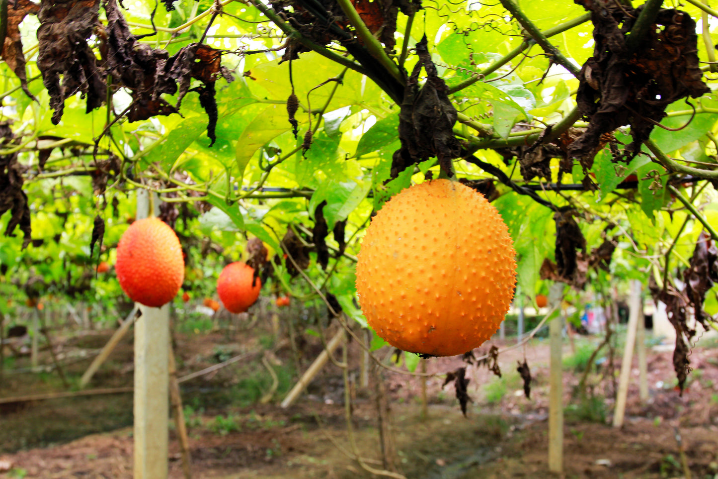 2 GAC FRUIT Gac Melon Vine Momordica Cochinchinensis Seeds