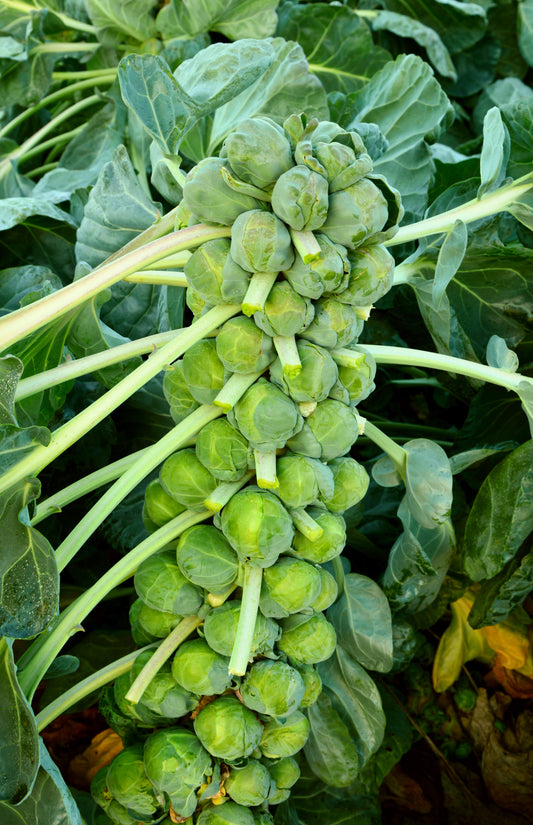 1000 Long Island IMPROVED BRUSSEL SPROUTS Brassica Oleracea Gemmifera Vegetable Seeds