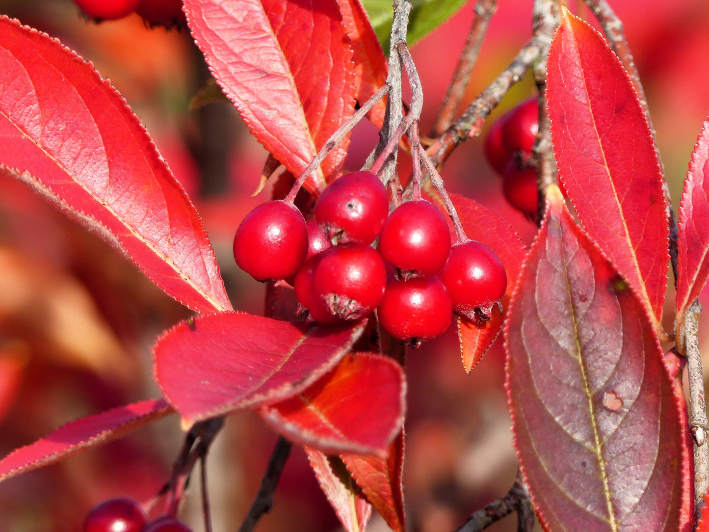 50 RED CHOKEBERRY Aronia Arbutifolia White Flower Fruit Shrub Seeds