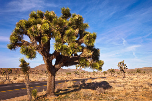 5 JOSHUA TREE Palm Tree Yucca Brevifolia White Flowers Cactus Succulent Native Seeds