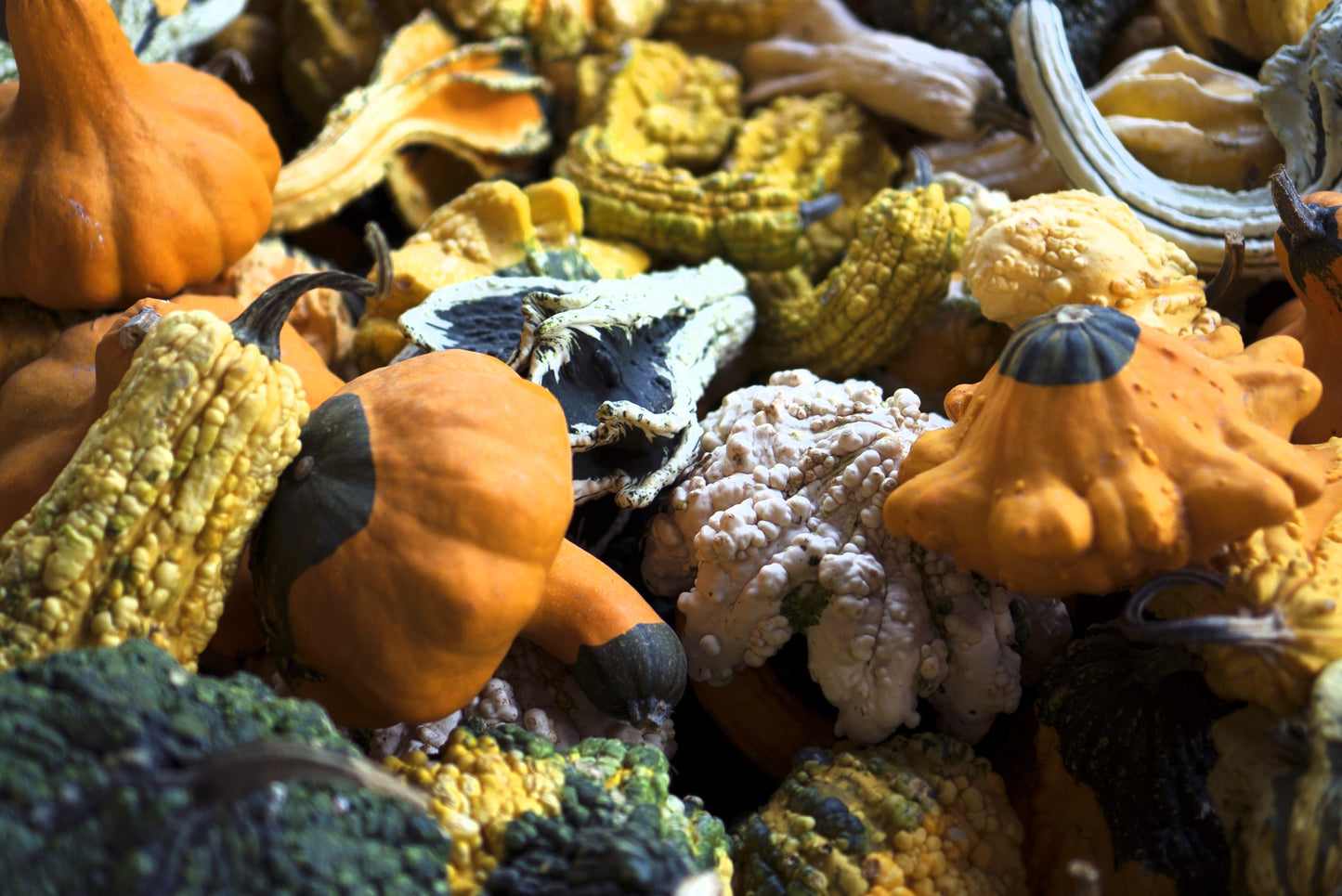 30 MIXED GOURD Lagenaria Siceraria Seeds