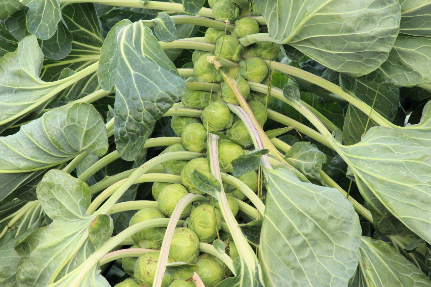 400 CATSKILL BRUSSEL SPROUT Sprouts Brassica Oleracea Vegetable Seeds