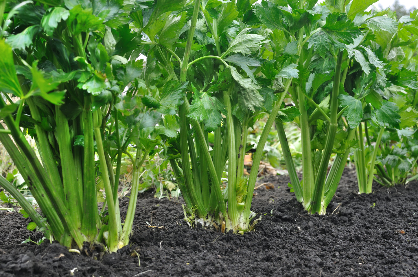 1000 TALL UTAH CELERY Apium Graveolens Dulce Vegetable Seeds