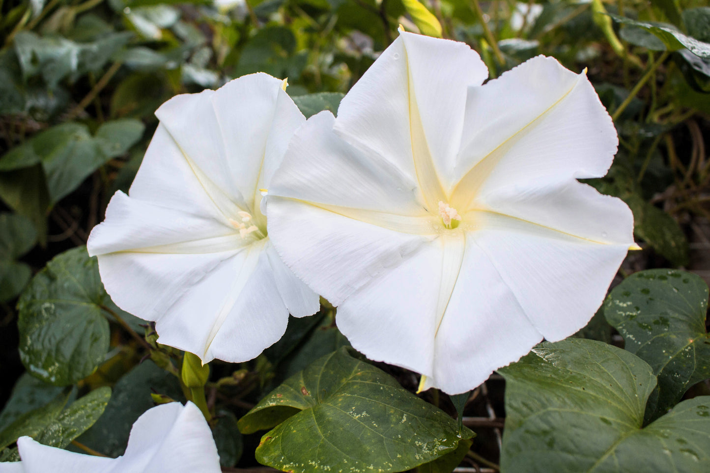 50 MOONFLOWER MORNING GLORY White Moon Flower Ipomoea Alba Flower Vine Seeds