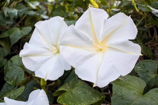 50 MOONFLOWER MORNING GLORY White Moon Flower Ipomoea Alba Flower Vine Seeds