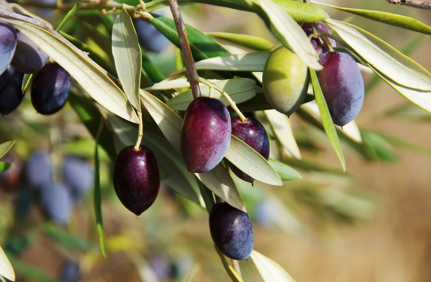 10 CANINO OLIVE TREE Olea Europaea Canino Edible European Common Green Black Fruit Seed