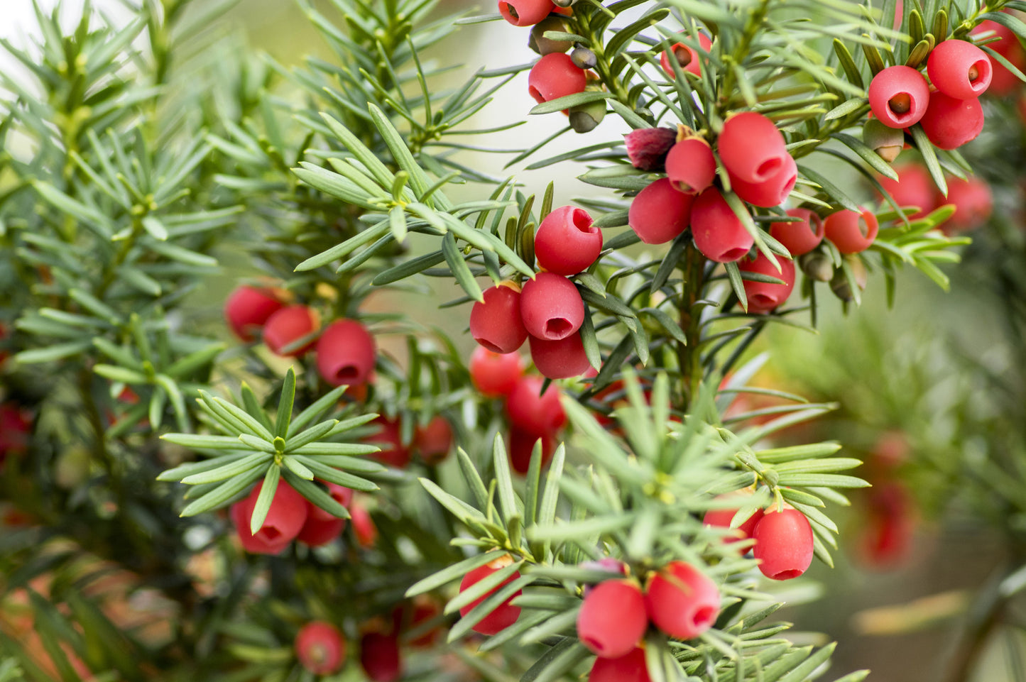 10 ENGLISH YEW Taxus Baccata Tree Shrub Conifer Sun or Shade Red Ornamental Berry Seeds