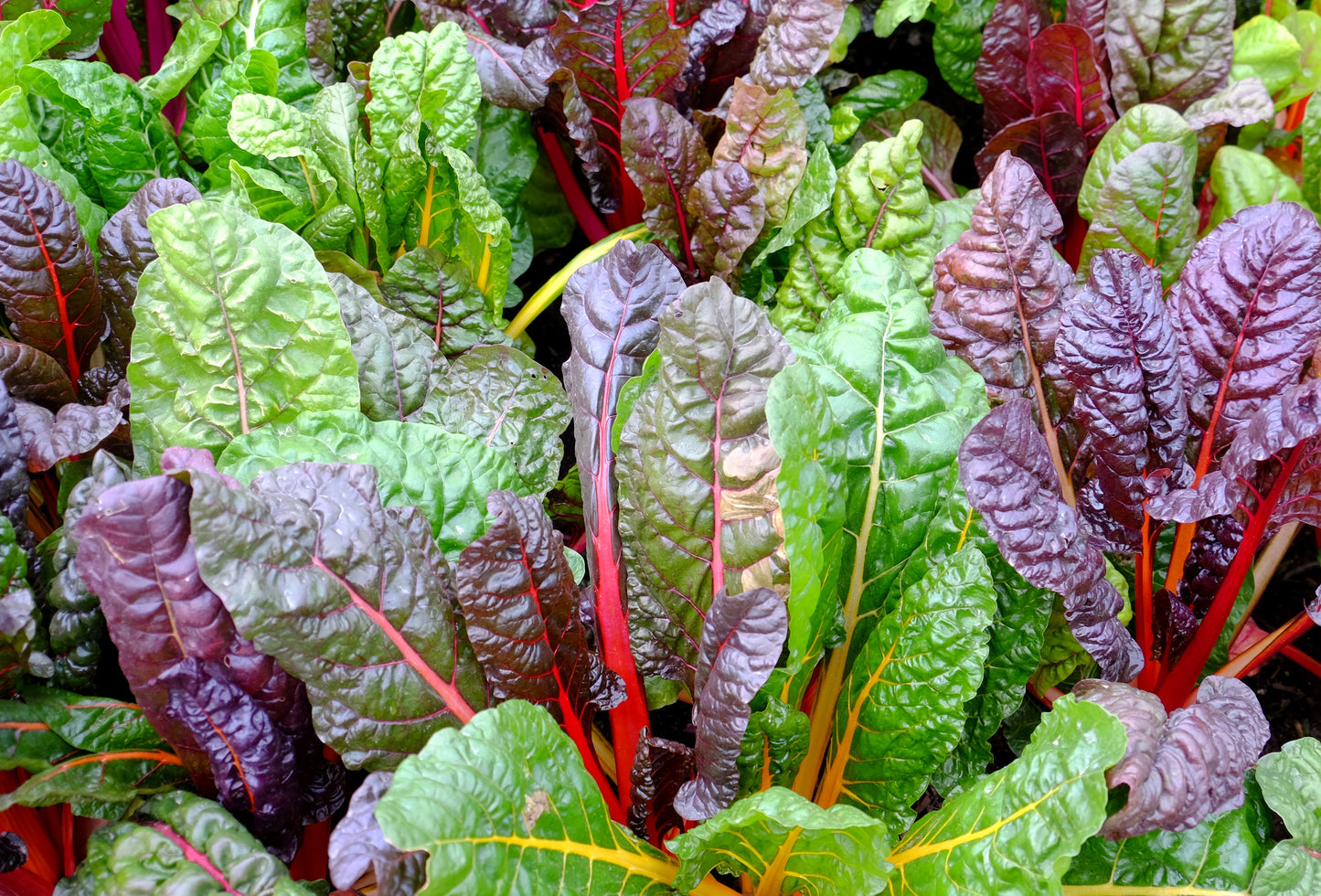 150 Mixed Colors NORTHERN LIGHTS  SWISS CHARD (Perpetual Spinach) Beta Vulgaris Cicla Vegetable Seeds