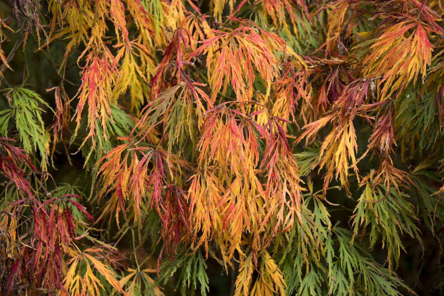10 WEEPING LACELEAF MAPLE Japanese Acer Palmatum Dissectum Green Yellow Red Tree Seeds