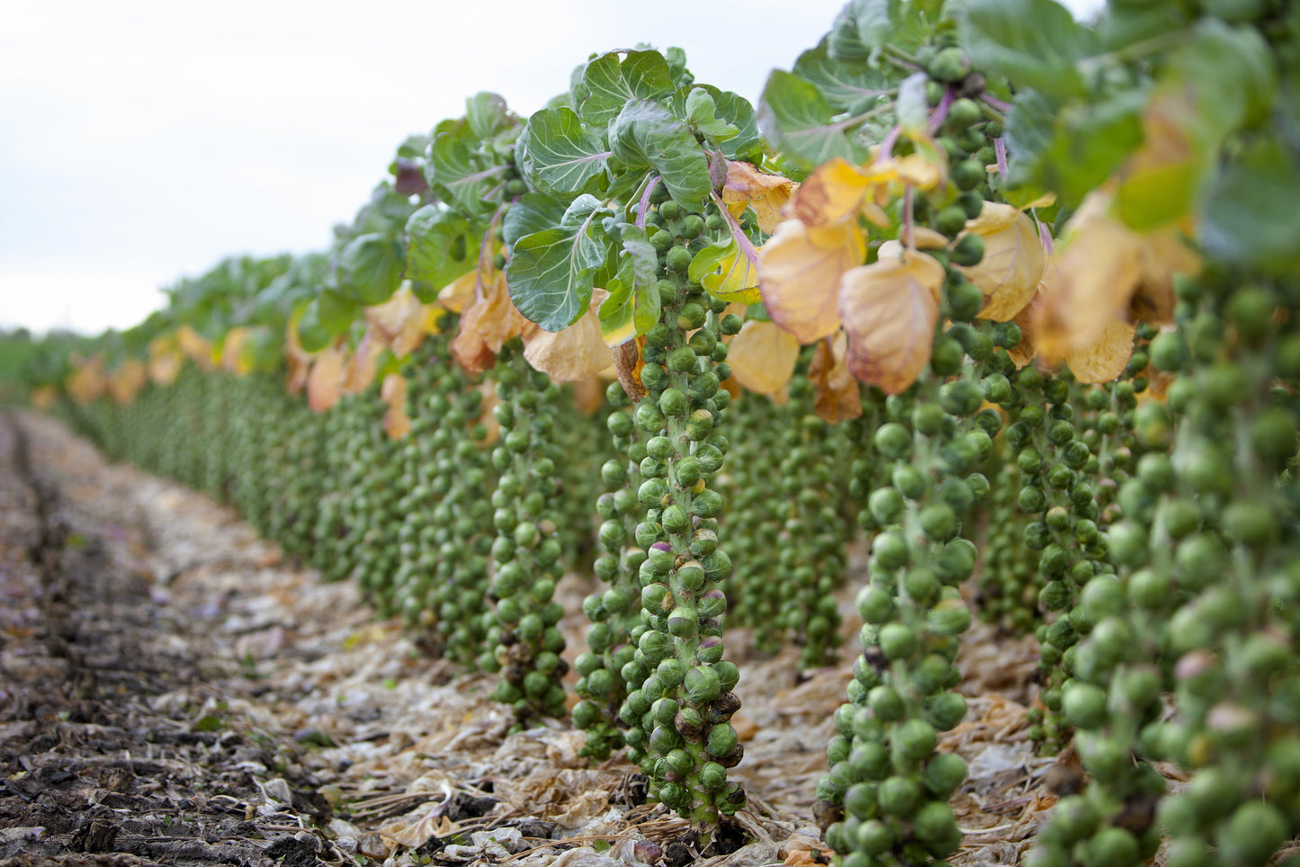 500 HEIRLOOM BRUSSEL SPROUT Brassica Oleracea Green Long Island Vegetable Seeds