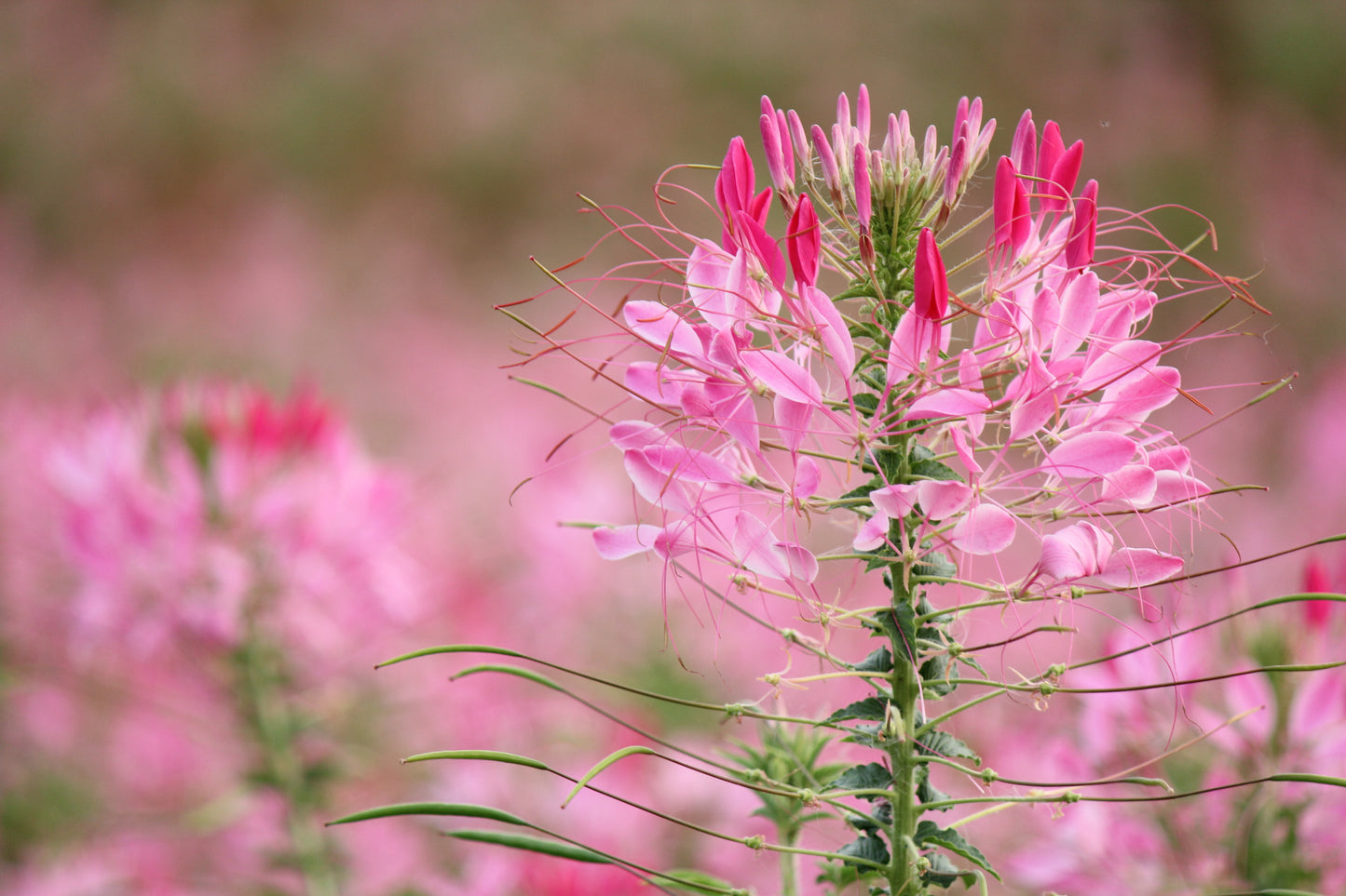 200 ROSE QUEEN CLEOME Hassleriana Spinosa Pink Spider Flower Seeds