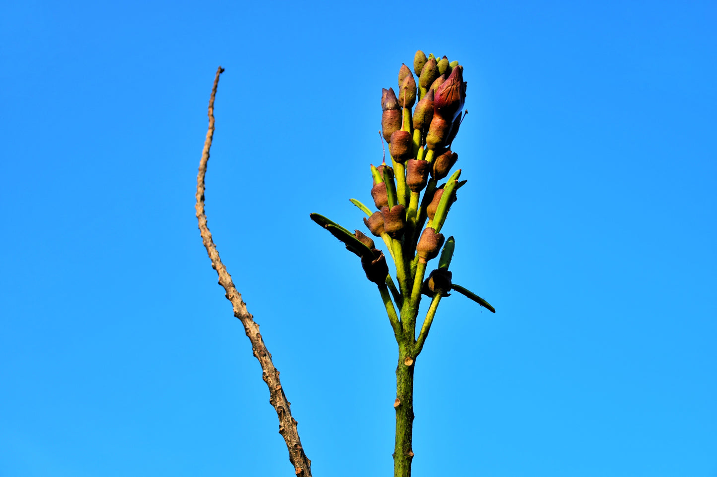 20 INDIAN TRUMPET Flower TREE (Midnight Horror / Broken Bones Plant / Tree of Damocles) Oroxylum Indicum Seeds