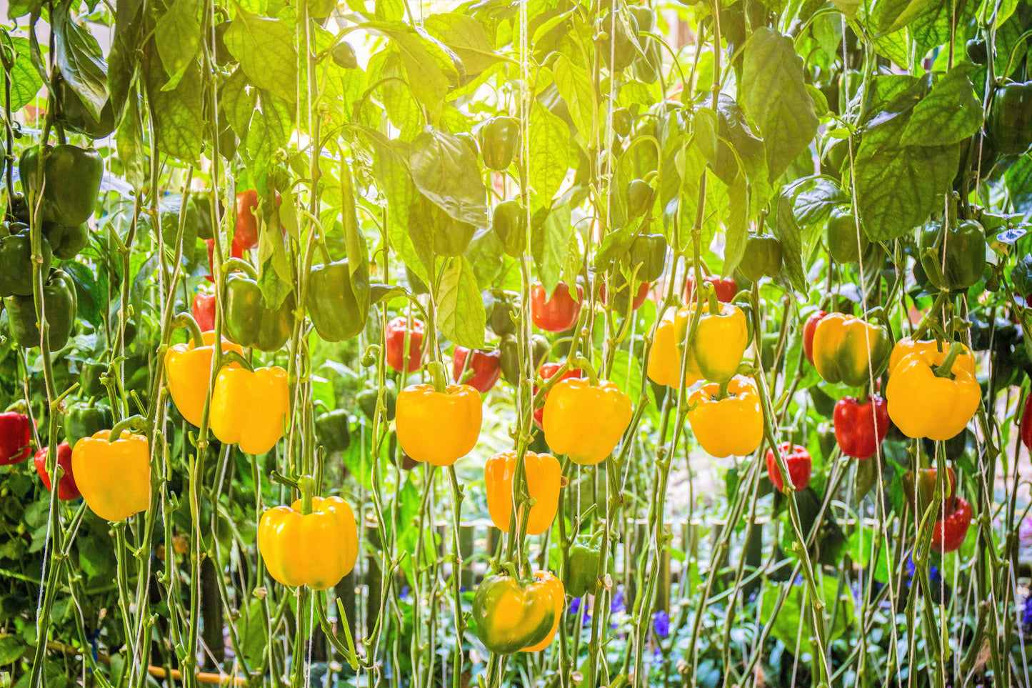100 Golden YELLOW BELL PEPPER California Wonder Capsicum Annuum Vegetable Seeds
