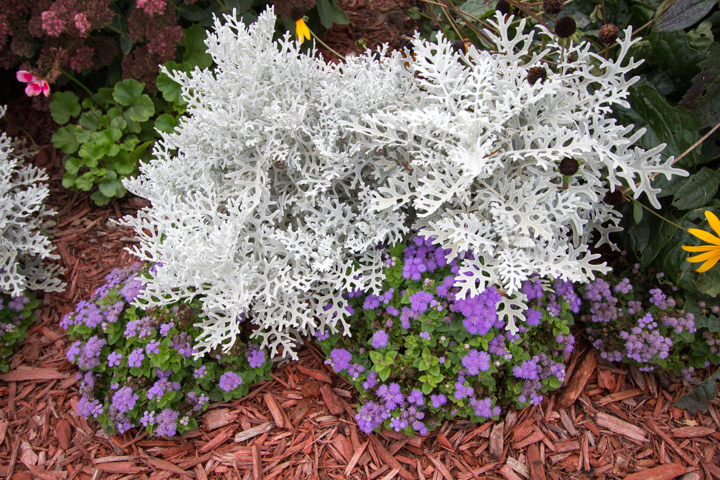 cineraria flower seeds 300 SILVERDUST DUSTY MILLER Cineraria Maritima Jacobaea Senecio Flower – Seedville USA