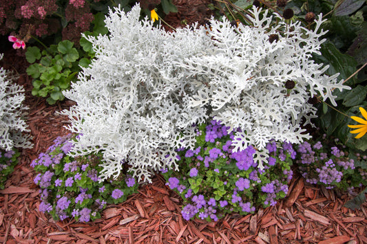 300 SILVERDUST DUSTY MILLER Cineraria Maritima Jacobaea Senecio Flower Seeds