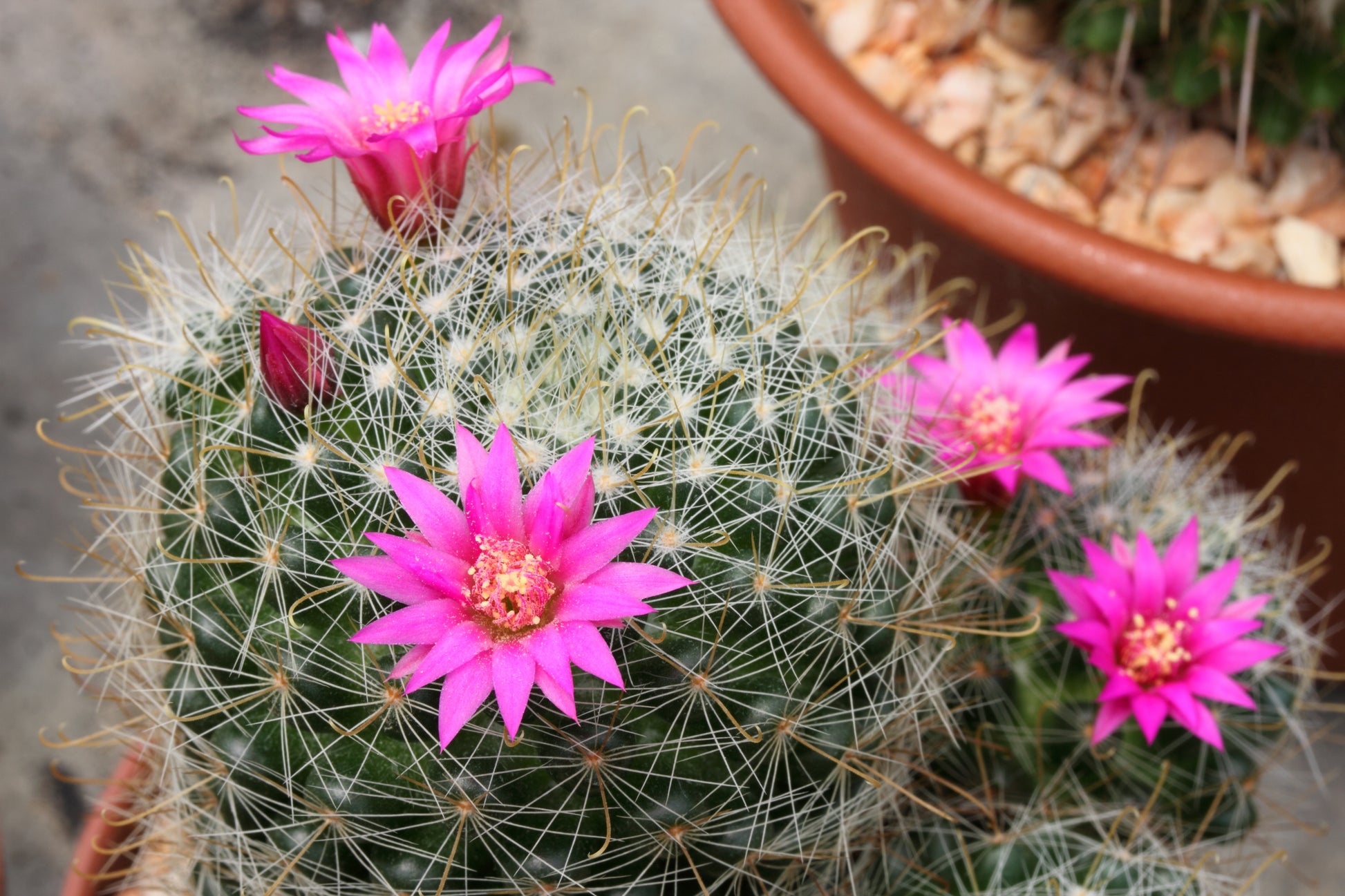 cactus flower succulent 50 CACTUS MIX 'Finest Mixed' Succulent Flower Plant Seeds – Seedville USA