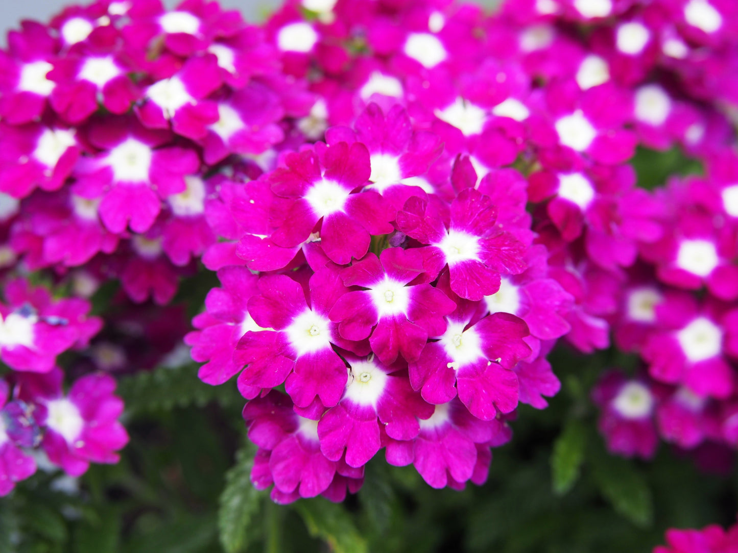 100 MIXED COLORS VERBENA Hybrida Compacta Flower Seeds