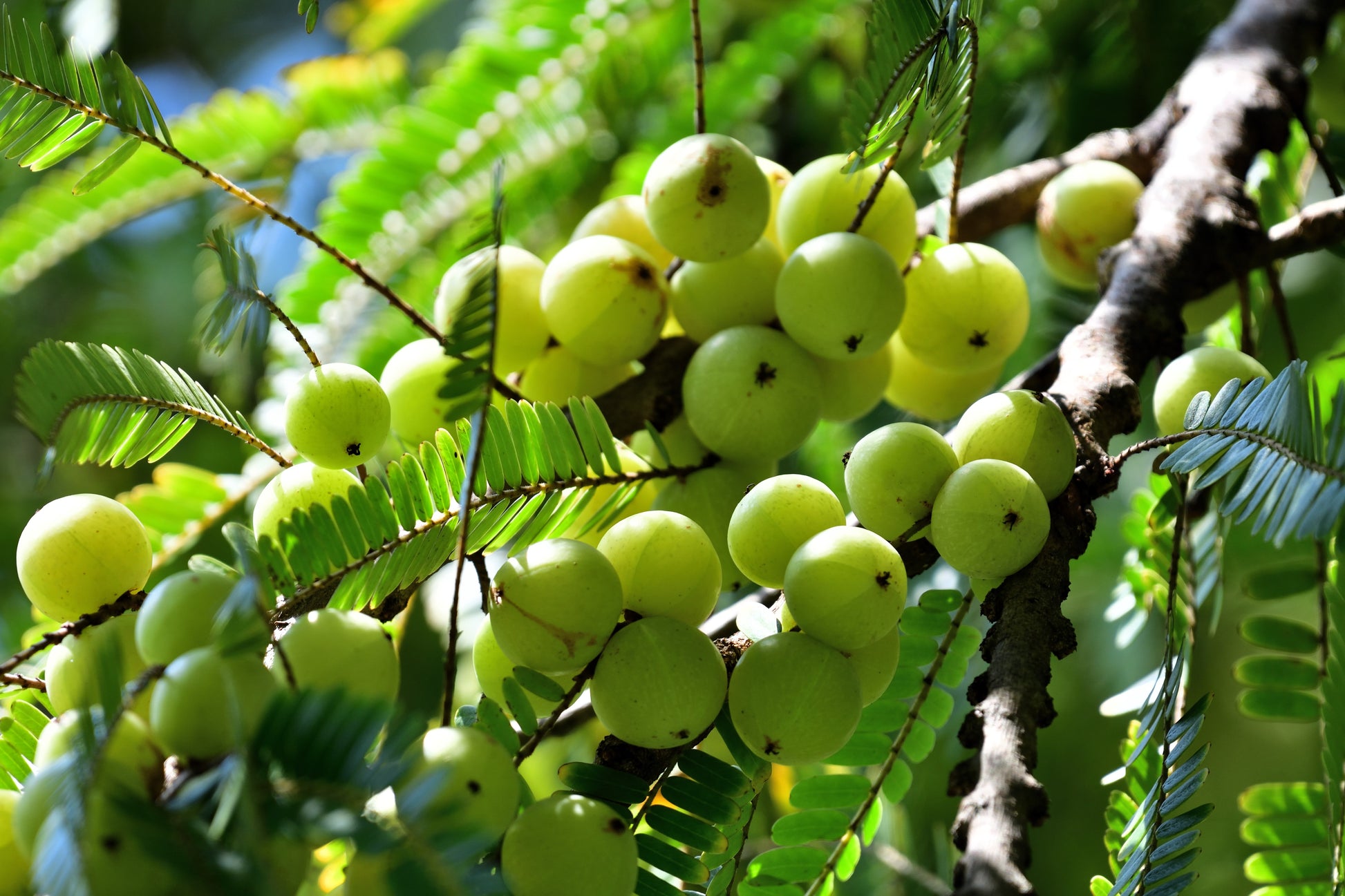 amla plant from seed 10 INDIAN GOOSEBERRY Phyllanthus Emblica Emblic Edible Fruit Tree Seed – Seedville USA