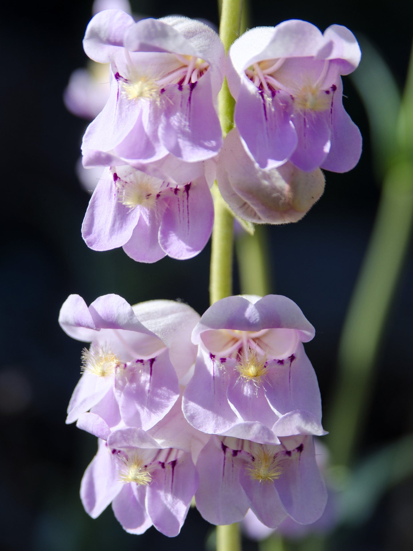 300 PALMERS PENSTEMON (Beardtongue / Balloon Flower) Penstemon Palmeri Flower Seeds