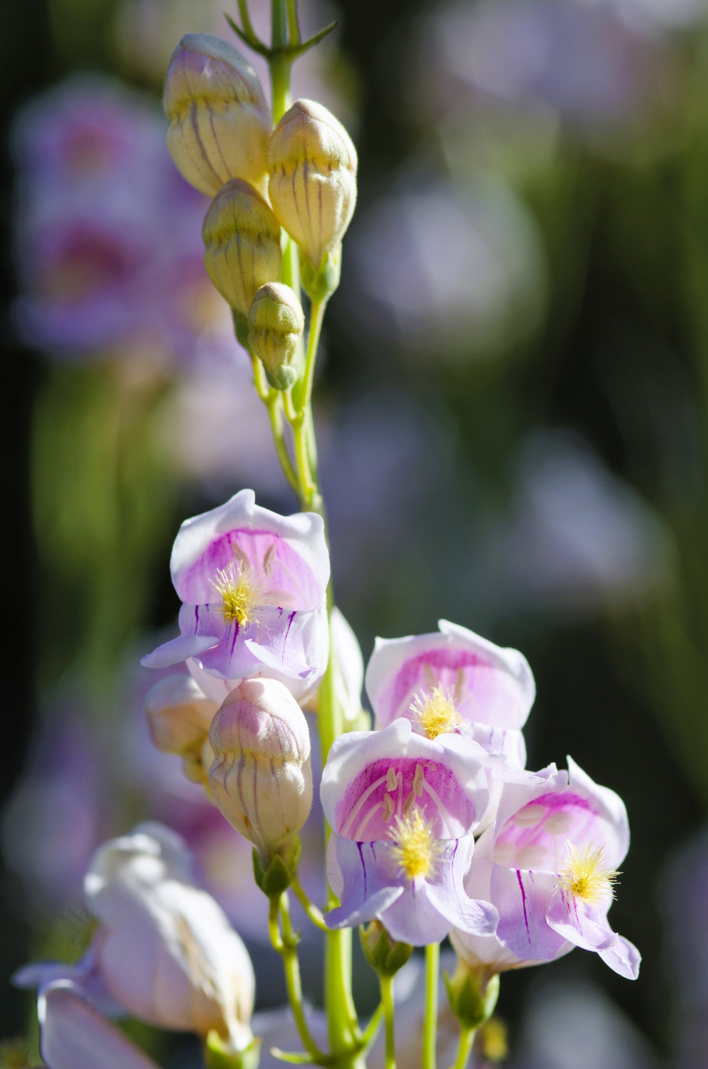 300 PALMERS PENSTEMON (Beardtongue / Balloon Flower) Penstemon Palmeri Flower Seeds